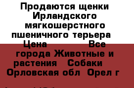 Продаются щенки Ирландского мягкошерстного пшеничного терьера › Цена ­ 30 000 - Все города Животные и растения » Собаки   . Орловская обл.,Орел г.